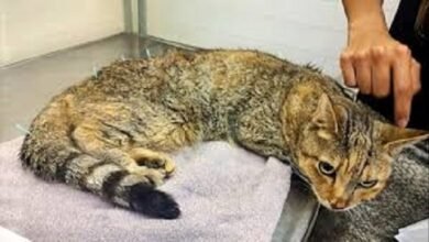 Medicina. El abordaje integral del dolor animal avanzó con terapias.