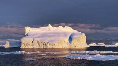 Antártida. Ciencia argentina. Biodiversidad costera.
