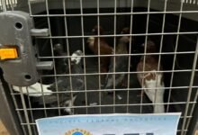 Rescate. eE DFI rescató aves protegidas.