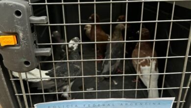 Rescate. eE DFI rescató aves protegidas.