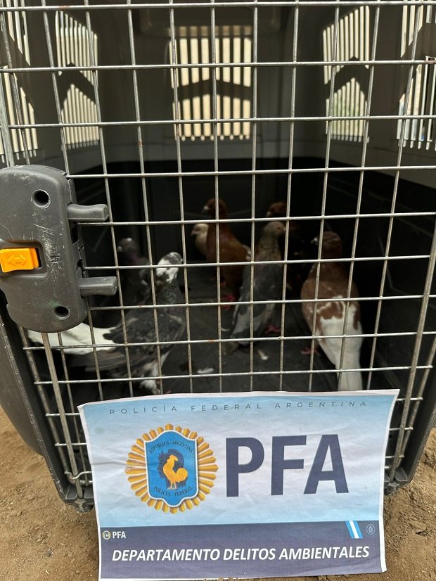  Rescate. eE DFI rescató aves protegidas.