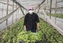 Agricultura familiar en La Matanza.