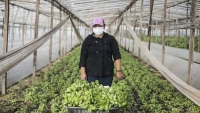 Agricultura familiar en La Matanza.