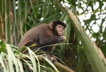 El CONICET aportó soluciones para la industria maderera.