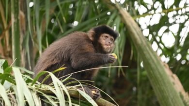 El CONICET aportó soluciones para la industria maderera.