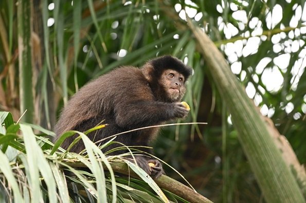 El CONICET aportó soluciones para la industria maderera.