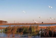 Humedales. Avance urbano y pérdida de humedales.