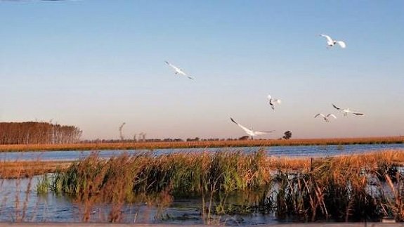 Humedales. Avance urbano y pérdida de humedales.