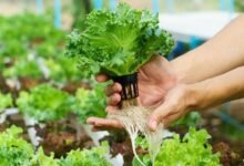 Alimentos. Adaptación a un formato doméstico.