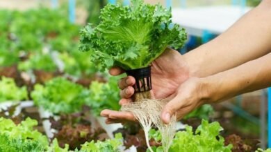 Alimentos. Adaptación a un formato doméstico.