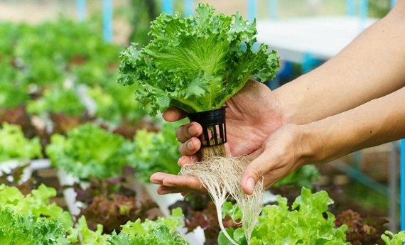 Alimentos. Adaptación a un formato doméstico.