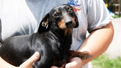 Animal. Día del Animal con operativos de vacunación.