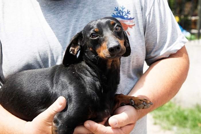 Animal. Día del Animal con operativos de vacunación.
