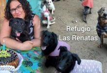 Refugio. “Un refugio para los animales que nadie quiere adoptar”