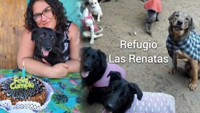 Refugio. “Un refugio para los animales que nadie quiere adoptar”