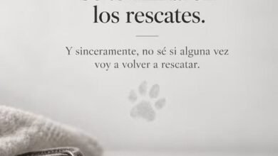Huellas Unidas: un refugio pone en pausa los rescates.