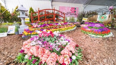 Fiesta Provincial del Plantín Floral.